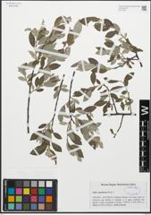 Foto von Salix cantabrica Rech. f.